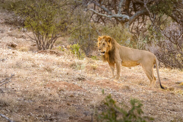 Male lion ( Panthera Leo) walking around in the early morning, Samburu National Reserve, Kenya.