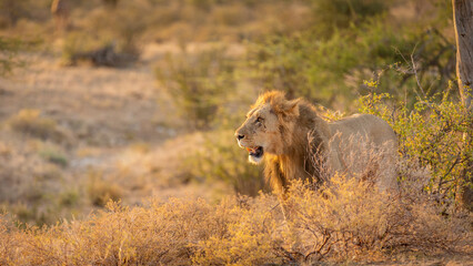 Naklejka na ściany i meble Male lion ( Panthera Leo) walking around in the early morning light, Samburu National Reserve, Kenya.