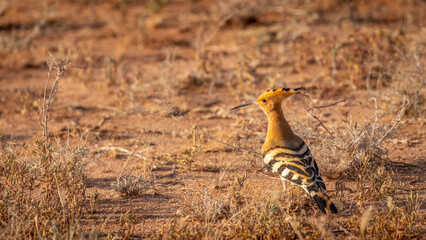 African Hoopoe (Upupa africana), Samburu National Reserve, Kenya.