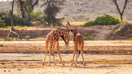 Two male reticulated giraffe (Giraffa camelopardalis reticulata) fighting, Samburu National Reserve, Kenya.