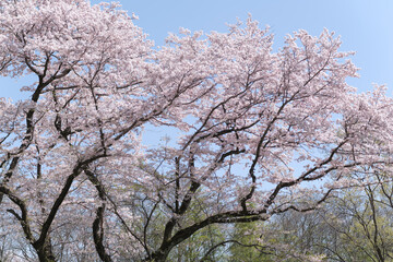 青空に映える満開の桜
