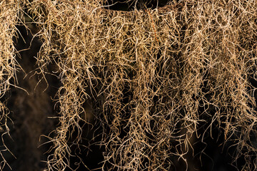 Spanish Moss Hanging From a Branch
