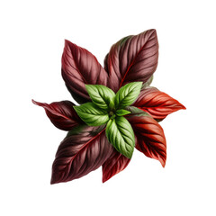 a garden-themed illustration featuring isolated red reuben or thai basil herbs set on a transparent background and provided in PNG. Generative AI