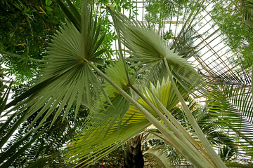 Green exotic plants and trees in a greenhouse of botanical garden. Tropical palm trees grow in an artificially created warm climate under a glass roof.