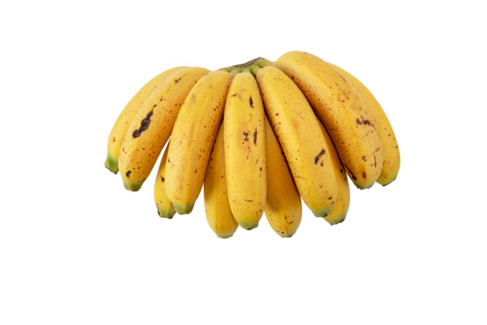 Bunch of small and curved bananas with sugar spots isolated transparent png. Ripe yellow spotted fruits. Cavendish variety of Musa acuminata. 