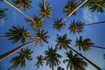 Obraz na płótnie Canvas Low angle view of coconut palm tree against cloud and blue sky, Koh Yao, Thailand.