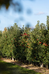 Fototapeta na wymiar Apple orchard with red ripe apples on branches