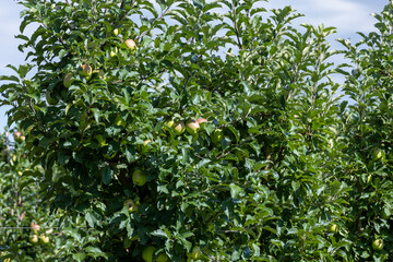 Obraz premium Apple orchard with a mature harvest of green apples