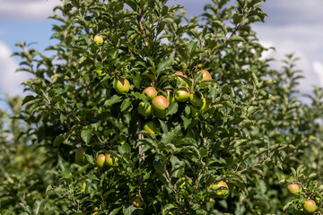Apple orchard with a mature harvest of green apples