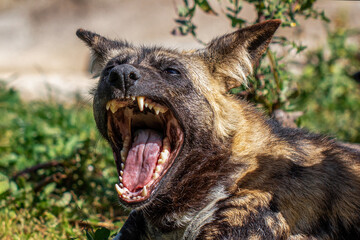 African wild dog yawning. Lycaon pictus
