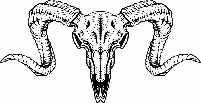 black and white Ram skull