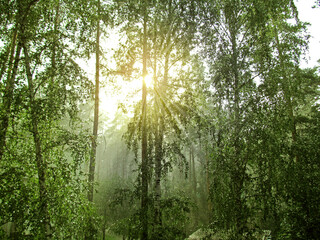 Summer rain in the forest. Fresh landscape of nature with green wet trees and water drops in the Ural region of Russia.