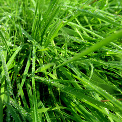Fototapeta na wymiar Wet grass with water drops after rain close up. Natural fresh summer green background.