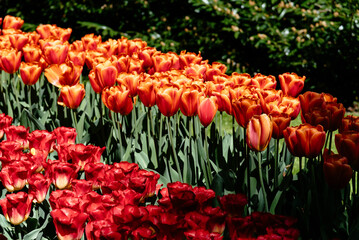 Field with assorted colors tulips. Colorful spring fresh dutch tulips. Nature background, red, pink, green and white