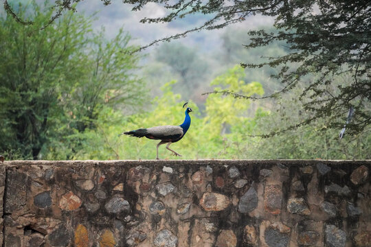 baby male peacock walking on the wall