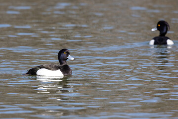 The tufted duck, Aythya fuligula, a diving duck swimming on a Lake at Munich