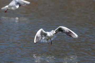 The European Herring Gull, Larus argentatus is a large gull. Here flying in the air.