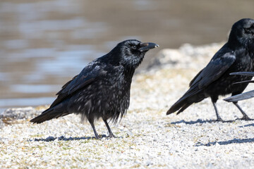 The Common Raven, Corvus corax at Kleinhesseloher Lake in Munich, Germany