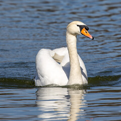 Naklejka premium Mute swan, Cygnus olor swimming on a lake in Munich, Germany