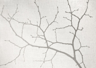 Abstract background. Silhouette of branches behind a light cotton fabric. Branch shadows on beige fabric background, minimalism, early spring concept.