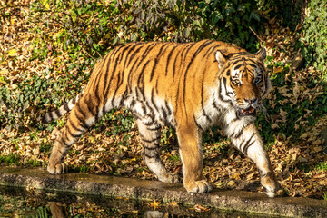 The Siberian tiger,Panthera tigris altaica in the zoo