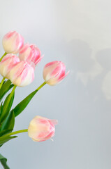 Pink tulips
