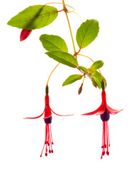 blooming hanging twig in shades of dark red fuchsia flower is isolated on white background, Magellanica, close up