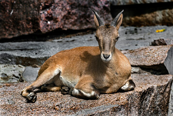 Young markhor female on the rock. Latin name - Capra falconeri	
