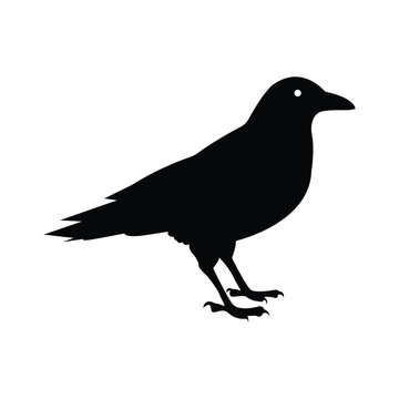 Silhouette of a black raven. Vector black white illustration
