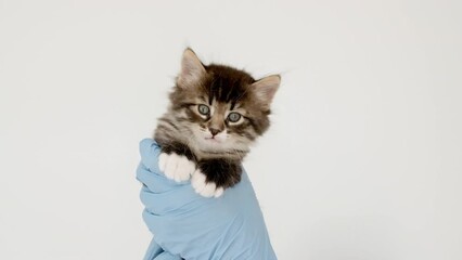 Striped gray cat in doctor hands. Kitten vet examining. Kitten pet check up, vaccination in veterinarian animal clinic.Health care domestic animal. Long Web banner Copy space. High quality 4k footage.