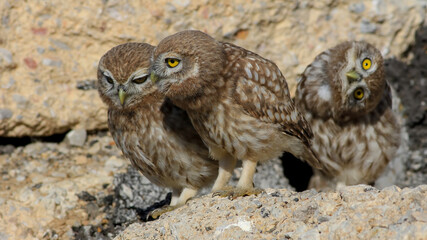 baby Little Owl on a rock