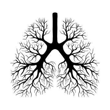 recommend clip art: Vector illustration of human lungs in the form of roots or branches of a tree isolated on white  background.