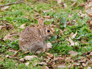 Naklejka na ściany i meble Wild cute rabbit in a meadow