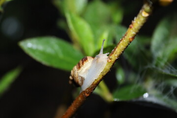Nocturnal snails in their natural habitat. 
