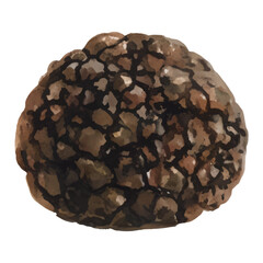 Truffle Isolated Hand Drawn Painting Illustration