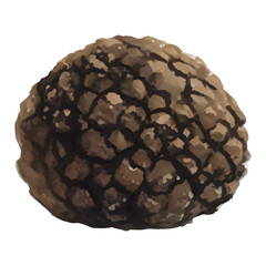 Truffle Isolated Hand Drawn Painting Illustration