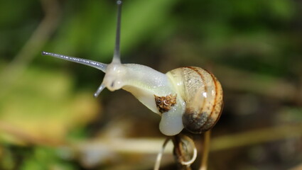 Nocturnal snails in their natural habitat. 