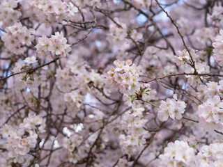 Fototapeta premium close up of blooming tree background and wallpaper,springtime