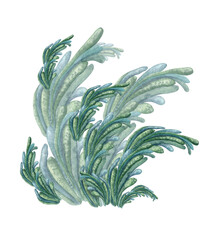 Green sea plant watercolor illustration isolated on white background.