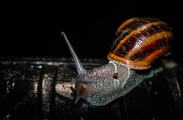 Nocturnal snails in their natural habitat. 