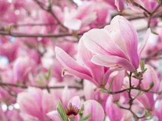 Foto op Canvas pink blooming tree of magnolia © Наталья Добровольска