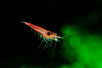 red, isolated, aquarium, nature, gold, orange, water, plant, macro, green, underwater, shrimp, white, animal, fish, lure