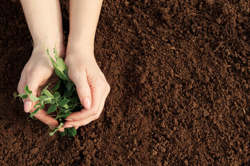The woman's hands carefully protect the young plant from external influences. Plant protection against pests and insects
