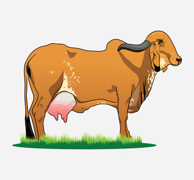 Vaca Gir Leiteira