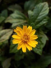 Wedelia chinensis yellow flower in the green background in close focus mode