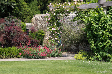 Idyllic English garden with flowering pink rose, grapevine climbing over wooden pergola, summer flowers in bloom, next to stone wall, on a sunny, summer day .