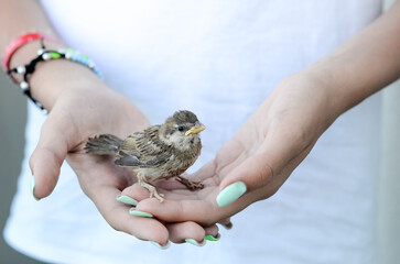 Little yellow sparrow sits in the arms of a young girl