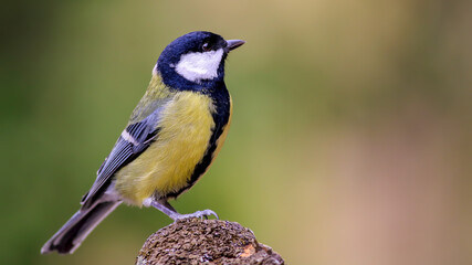 Obraz premium great tit on a rock