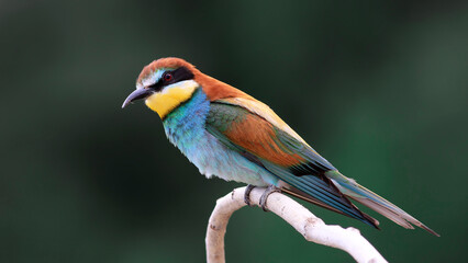  European Bee-eater family  on a branch