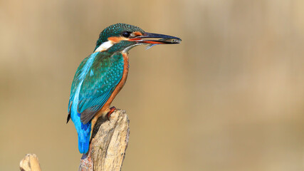 Common Kingfisher on a branch